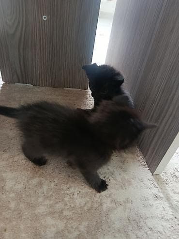 пл: Отдам в добрые ручки .Котята из одного помёта: тигровые и чёрные — 4