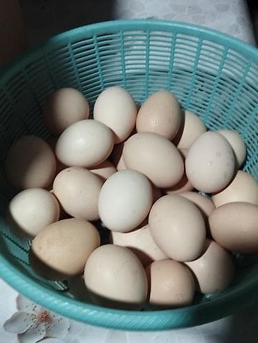 Куриные яйца, домашние, столовые. Разнотон бежевых и белых скорлуп