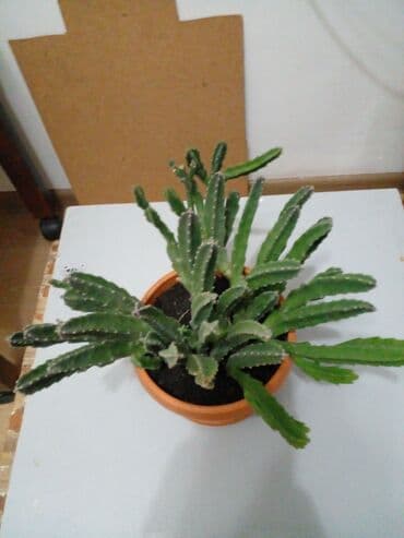 садовая тачка цена: Декор для дома и сада, Платная доставка, Самовывоз — 2