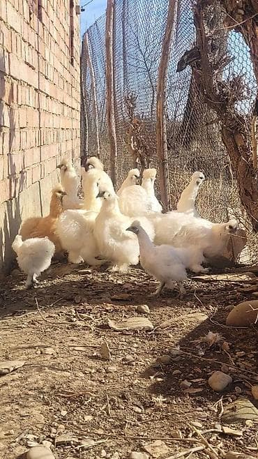 ломан браун куры: Продаю | Куры, Петух — 1