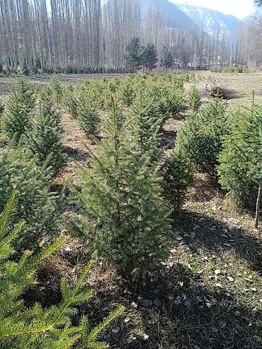 мебель прихожку: ​🌲 КӨЧӨТТӨР САТЫЛАТ! 🌳 Кайың (2-2.5м) – 300 сом 🌲 Ель (1-1.5м) – 0 сом — 3