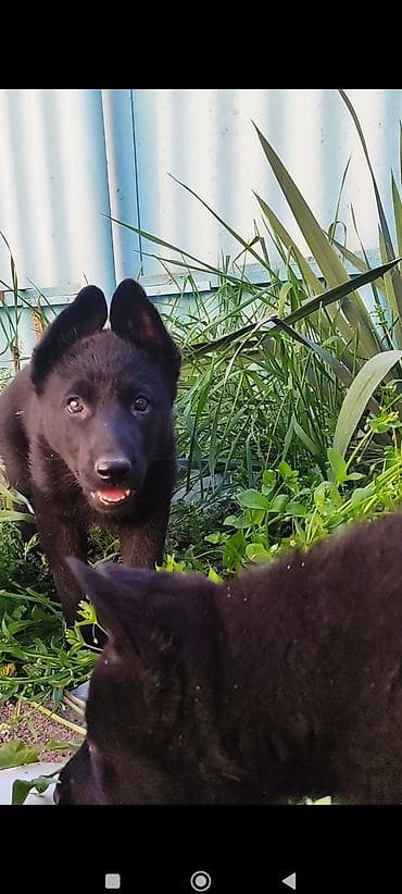 русский спаниэль: Дата рождения 13 февраля! Щенки прошли активацию в клубе, получены — 6