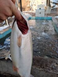 корм для форель: Свежий, 1 кг, Самовывоз — 5