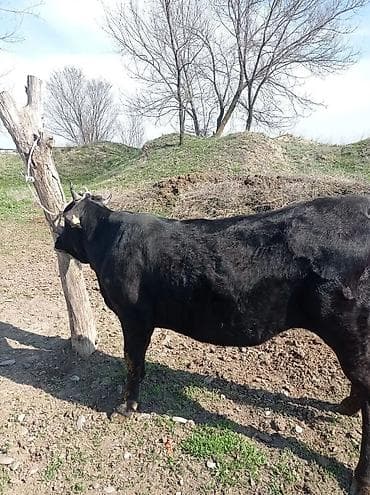 по карова: Продаю | Корова (самка), Тёлка | Голштин, Алатауская, Абердин-ангус | На забой, Для разведения, На откорм | Стельные — 3