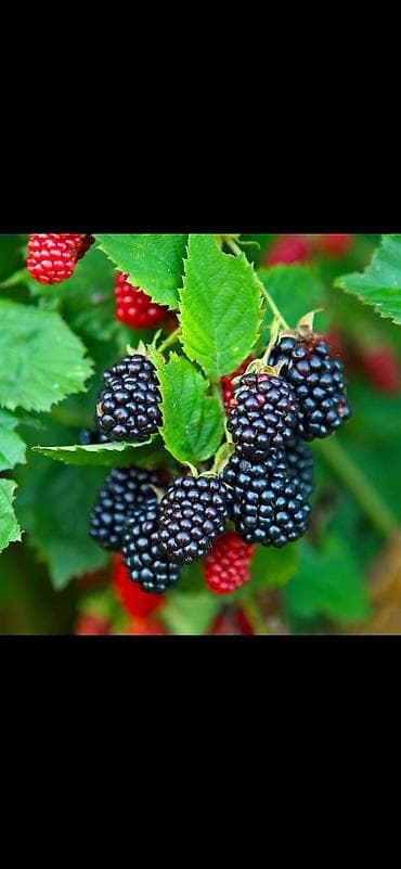 малина кочот полка: Принимаем заказы на саженцы еживики сорт «Натчез» в стаканчике есть — 8