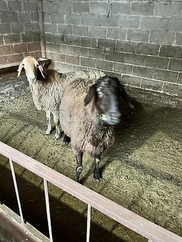 продажа бараны: Продаю | Овца (самка), Ягненок — 8