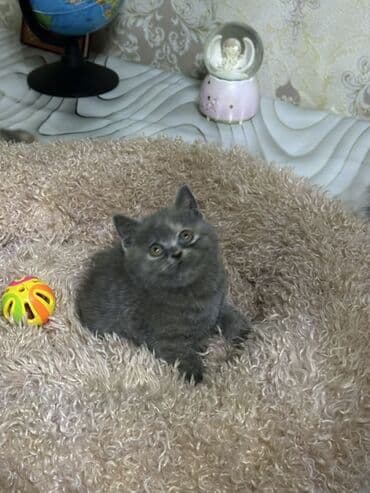 объявления о найденных животных: Скотиш Фолд (Шотландская вислоухая), 1 месяц, Мальчик, Серый, Приучена к лотку — 4