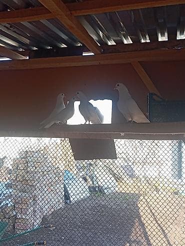 хомяк в бишкеке: 3 самец — 1