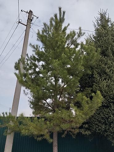 набор кулучей: Продаю ёлку и сосну
Нахожусь в деревне Чон кемин — 4