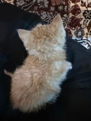 рыжий вислоухий котенок купить: Рыжий котёнок, пушистый и компактный. Окрас тёплый абрикосовый с более — 2