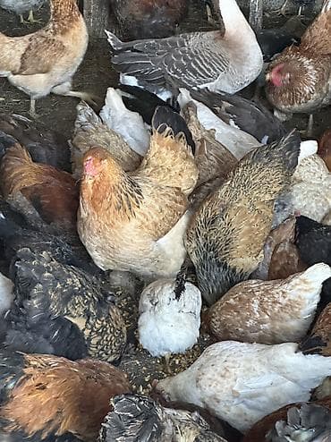 Продаю | Куры, Петух | Домашняя, Кучинская | На забой, Для разведения