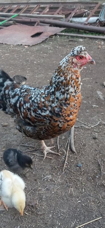 страус цена: Продаю | Петух | Для разведения — 10