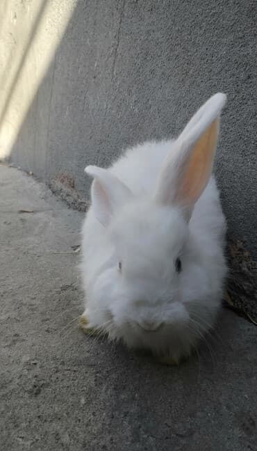 Хомяки: Белый декоративный кролик с длинной пушистой шерстью и прямыми ушами — 1