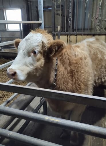 Продаю | Бык (самец) | Симментальская | На откорм | Искусственник at lalafo.kg Продаю | Бык (самец) | Симментальская | На откорм | Искусственник
