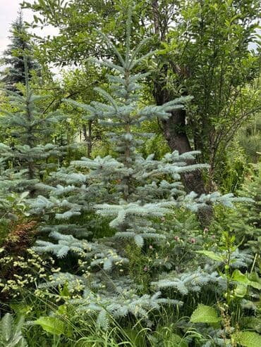 туя брабант бишкек: 🌿 Сапаттуу көчөттөр Ноокаттан! Европадан алып келинип, өзүбүздүн — 9