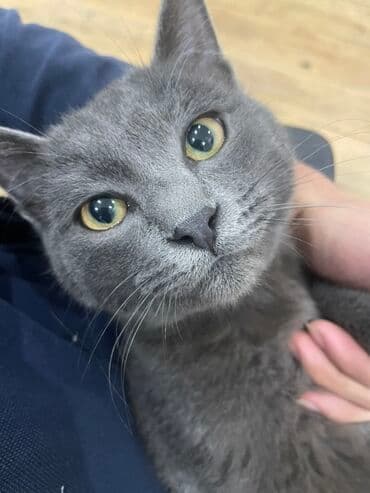 собаки для охраны: Беспородная, 7 месяцев, Мальчик, Серый — 1