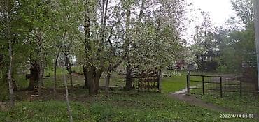 купить сорокатонник: Участок сатылат 35сотых 2ком времянкасы менен баня Жана мал бакканга — 5