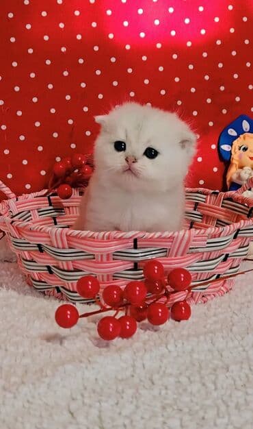 Шотландские котята от красивой пары. Scottish foldокрас серебристая