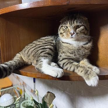 котята шотландцы: Скотиш Фолд (Шотландская вислоухая), 2 года, Мальчик — 3