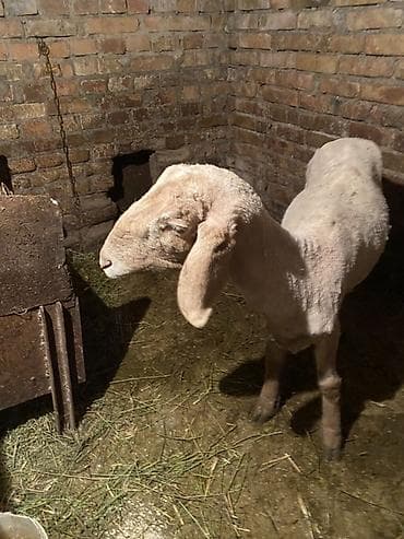 Үй жаныбарлары үчүн товарлар: Сатам | Ургаачы кой (ургаачы) | Көбөйтүү үчүн — 6