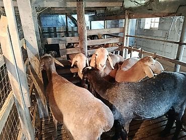 белый баран: Продаю | Баран (самец) | Для разведения — 1