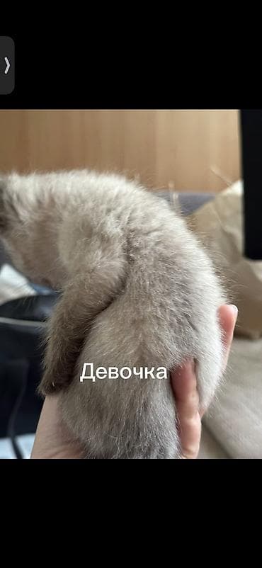 радуга вест кош кол: Кошка даром: Беспородная, 3 месяца, Девочка — 2