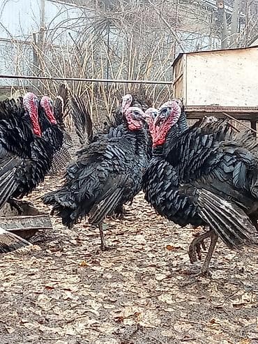 домашняя птица: Продаю | Индюк (самец) | Для разведения | Племенные — 4