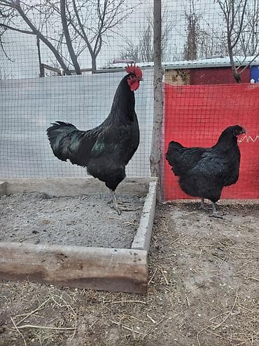 Айыл-чарба жаныбарлары: Сатам | Тооктор | Жумуртка туудуруу үчүн — 3