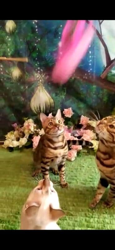 отдам котят в добрые руки бишкек: Бенгальская, 2 месяца, Мальчик — 3