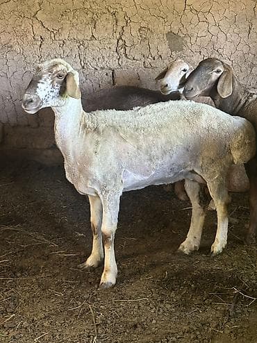 хомяк домашний купить: Продаю | Овца (самка) | На забой | Матка — 4