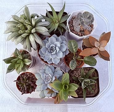 Продаю суккуленты at lalafo.kg Продаю суккуленты