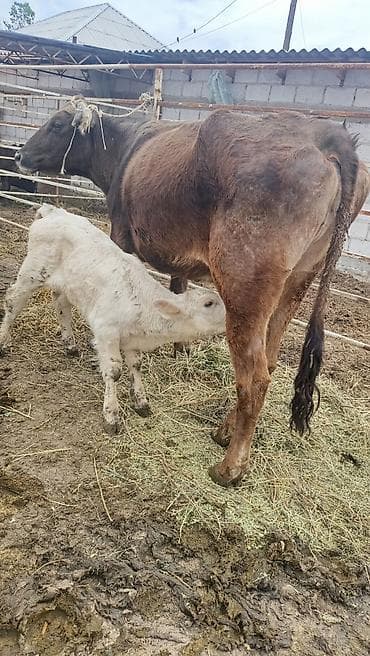 тук сокулук: Сатам | Уй (ургаачы) | Аргын | Көбөйтүү үчүн | Музоологондон кийин — 4