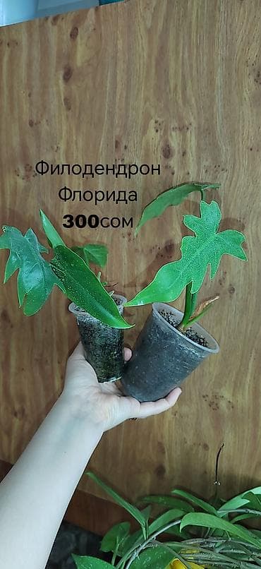 фикус триангулярис: Комнатные растения — саженцы и черенки. 1) Живое дерево (лечебное) — — 3