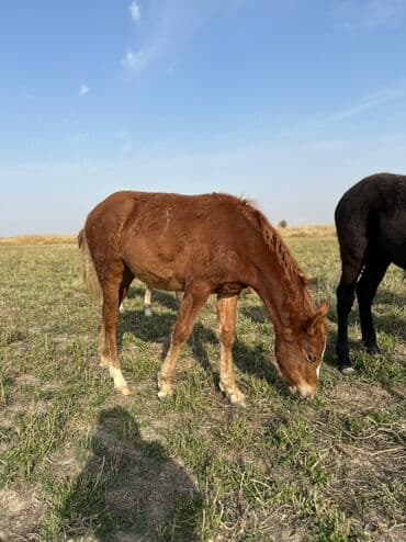 тюк пресс: Продаю | Жеребенок, Кобыла (самка), Жеребец | Кара Жорго | Для разведения, На забой, Рабочий — 11