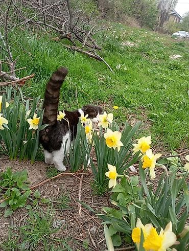 вислоухий кот купить: Шотландский вислоухие вязка — 4