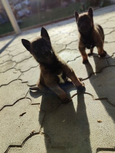 шприц жане купить в бишкеке: 25.10.25 документамиЩенки породы, бельгийскую овчарку (малинуа) - — 4