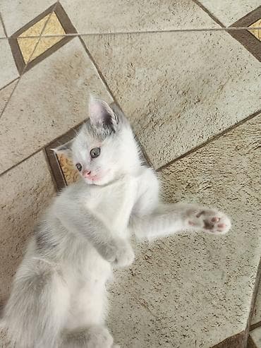 турецкая ангора кошка цена: Мама турецкий ван.🐱 котятами 2 месяца🐱. проглистованы. сами — 3