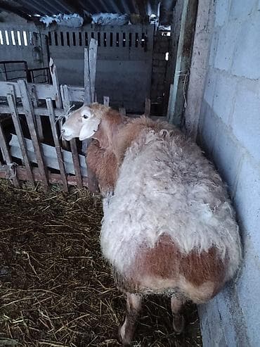 кой сатылат кара балта: Сатам | Ургаачы кой (ургаачы) | Көбөйтүү үчүн | Токту — 2