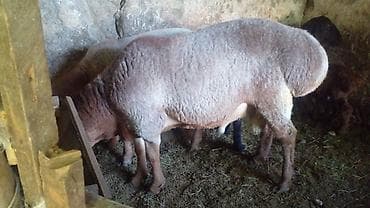 каракуля: Продаю | Овца (самка) | На забой | Матка — 1