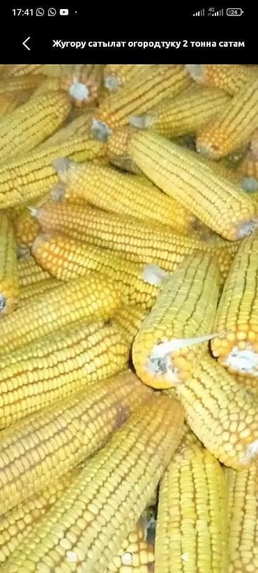 Продукты питания: Кукуруза Оптом — 1