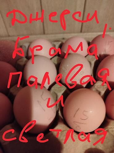 Продаю | Куры | Брама | Для разведения