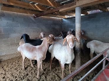 Коровы, быки: Продаю | Ягненок | Гиссарская | На забой | Осеменитель — 1