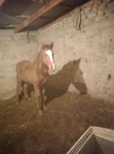 Продаю | Жеребенок | Рабочий