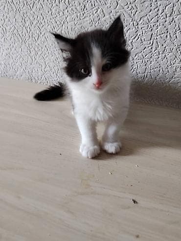 сиамский котенок цена: Маленькие пушистые котики ищут очень заботливых хозяев. Им 1,5 месяца — 1