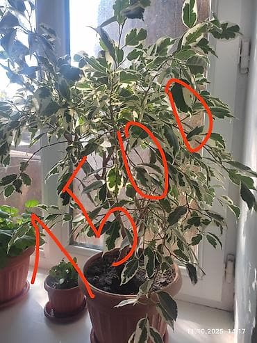 Бөлмө өсүмдүктөрү: Комнатные растения в горшках: 1) Диффенбахия пёстрая (крупные зелёные — 2