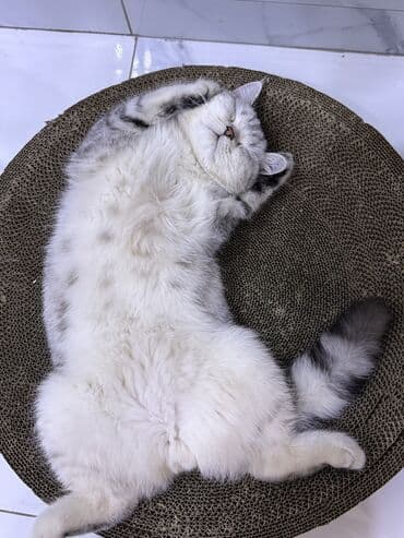 котята г ош: Британская короткошёрстная кошка, окрас серебристый табби (black — 6