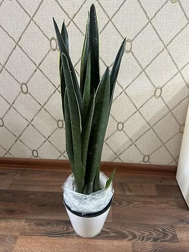 санса: Сансевиерия (Sansevieria), сорт «Муншайн/Цилиндрическая» типа «меч» — — 2