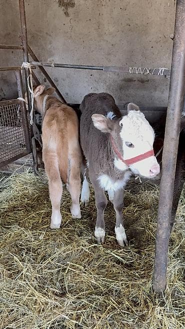 Индюки: Продаю | Бык (самец), Тёлка | На откорм | Искусственник — 3