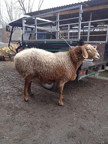 алабай цена 2022: Продаю | Овца (самка) | Арашан | Для разведения | Матка — 2