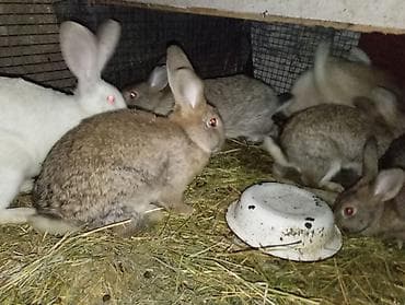 клетки для кролика: Продаю | Крольчиха (самка), Кролик самец | На забой, Для разведения | Племенные — 1